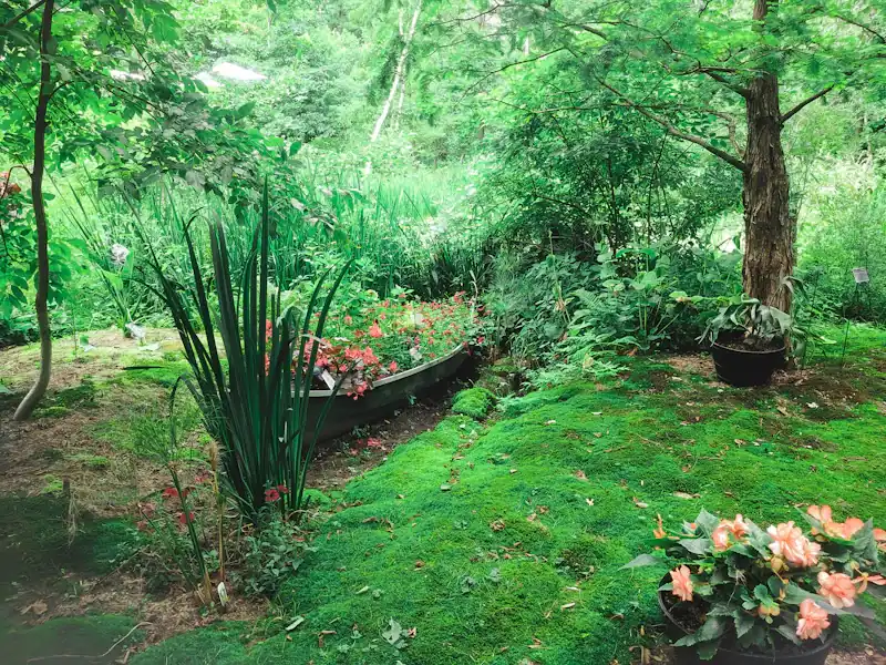 Sous-bois aménagé : mousse, fougères et vivaces d'ombre le long d'un ruisseau