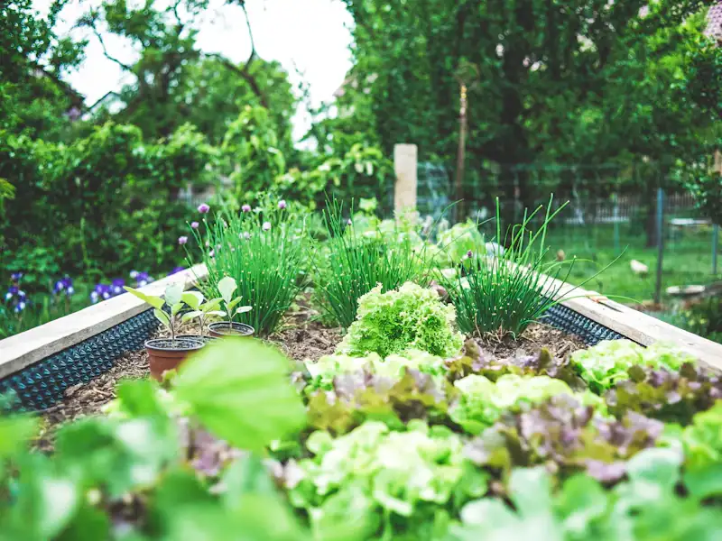 Bacs surélevés de cèdre remplis de laitues et de fines herbes